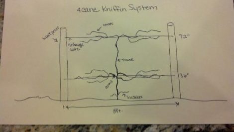 Growing  A Northern Vineyard Image